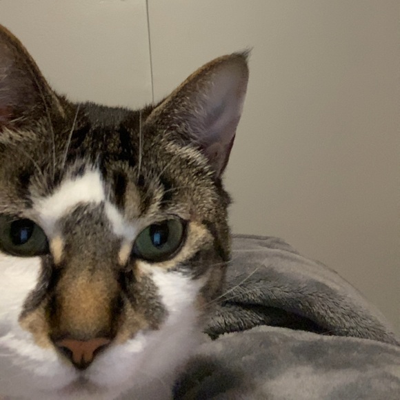 Meet your Posher, Holly - Picture 1 of 1